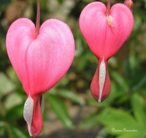 bleeding hearts