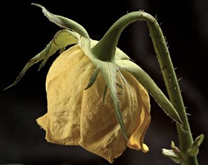 dying rose