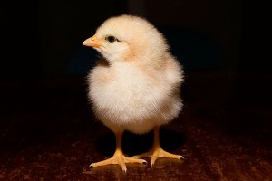 chick-300x200