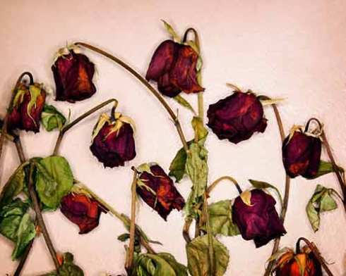 dead flowers