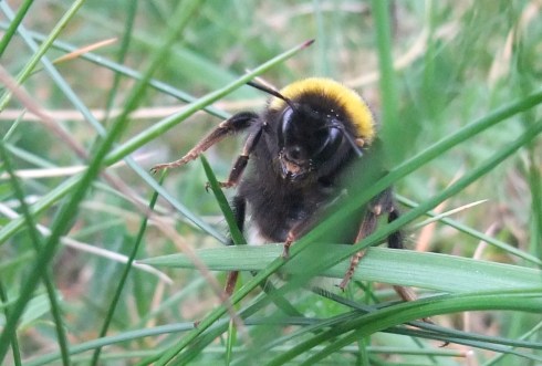 bee lifting leg