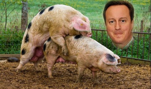 Cameron and pigs