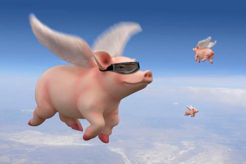 flying-pigs